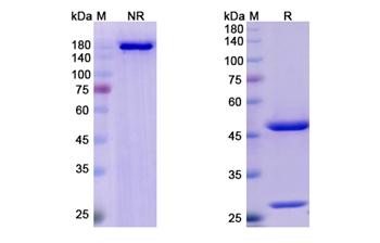 Lumretuzumab (ERBB3) - Research Grade Biosimilar Antibody