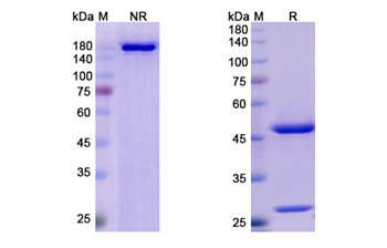 Lumretuzumab (ERBB3) - Research Grade Biosimilar