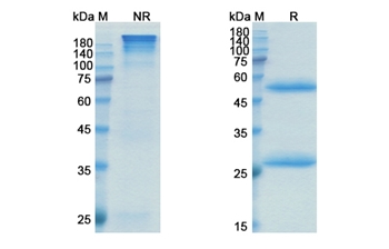 Lupartumab (LYPD3) - Research Grade Biosimilar Antibody