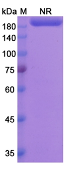 Lutikizumab (IL1A /IL1B) - Research Grade Biosimilar Antibody