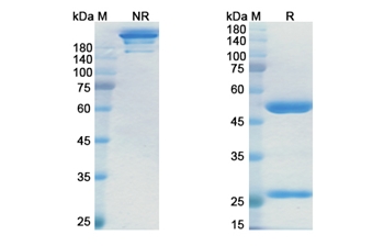 Margetuximab (ERBB2/EGFR2/CD340) - Research Grade Biosimilar