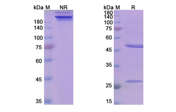 Mezagitamab (CD38 ) - Research Grade Biosimilar Antibody