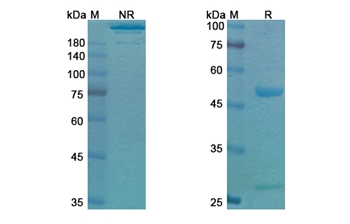 Mirvetuximab (FOLR1) - Research Grade Biosimilar Antibody