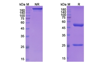 Mirzotamab (CD276/B7-H3) - Research Grade Biosimilar Antibody