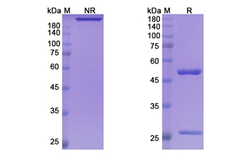 Mitazalimab (CD40/TNFRSF5) - Research Grade Biosimilar Antibody