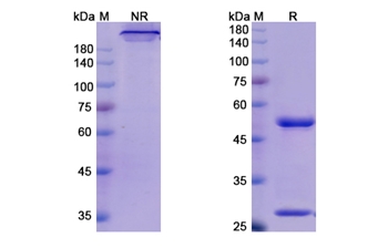 Mogamulizumab (CCR4/CD194) - Research Grade Biosimilar Antibody
