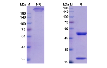 Mogamulizumab (CCR4/CD194) - Research Grade Biosimilar