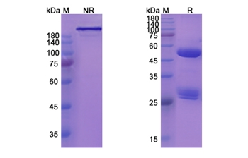 MOR202 (CD38) - Research Grade Biosimilar Antibody