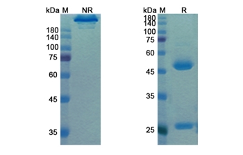 Motavizumab (RSV) - Research Grade Biosimilar Antibody