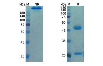 Motavizumab (RSV) - Research Grade Biosimilar