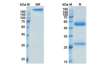 Natalizumab (ITGA4/CD49d) - Research Grade Biosimilar Antibody