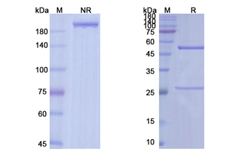 Navicixizumab (DLL4/VEGFA) - Research Grade Biosimilar