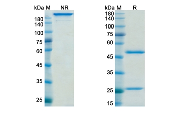 Nemolizumab (IL31RA) - Research Grade Biosimilar Antibody