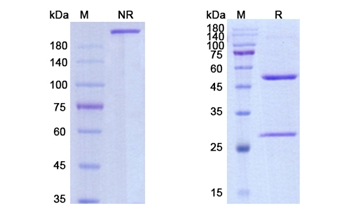 Nidanilimab (IL1RAP) - Research Grade Biosimilar