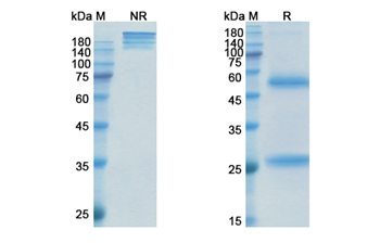 Nimacimab (CNR1) - Research Grade Biosimilar