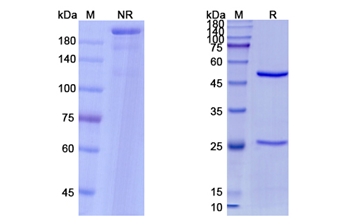 Nirsevimab (RSV) - Research Grade Biosimilar