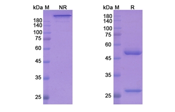 Nurulimab (CTLA4) - Research Grade Biosimilar Antibody