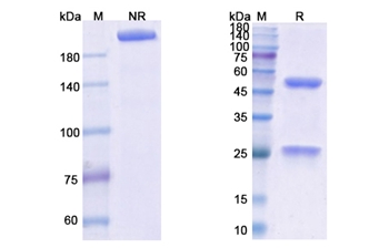 Obiltoxaximab (Anthrax protective antigen) - Research Grade Biosimilar