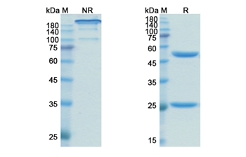 Obinutuzumab (MS4A1/CD20) - Research Grade Biosimilar Antibody