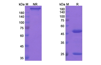 Ocaratuzumab (MS4A1/CD20) - Research Grade Biosimilar Antibody