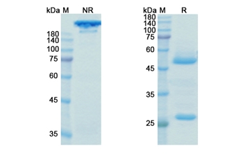 Ocrelizumab (MS4A1/CD20) - Research Grade Biosimilar Antibody