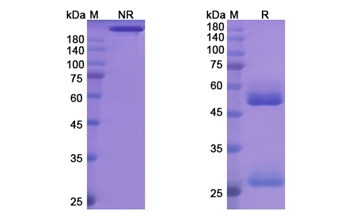 Odesivimab (Zaire Ebola virus) - Research Grade Biosimilar