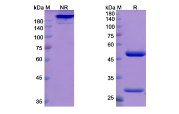 Odronextamab (CD3E) - Research Grade Biosimilar