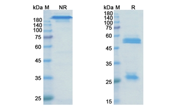 Olaratumab (PDGFRA/PDGFR2/CD140a) - Research Grade Biosimilar Antibody