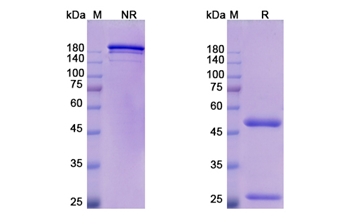 Oleclumab (NT5E/CD37) - Research Grade Biosimilar Antibody