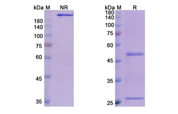 Olokizumab (IL6) - Research Grade Biosimilar Antibody