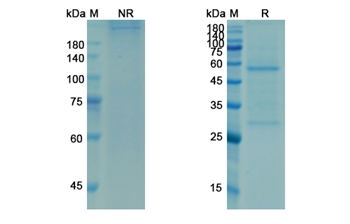 Omalizumab (IGHE) - Research Grade Biosimilar Antibody