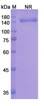 Onartuzumab (MET/RCCP2) - Research Grade Biosimilar Antibody