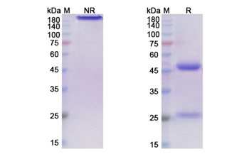 Ontuxizumab (CD248) - Research Grade Biosimilar
