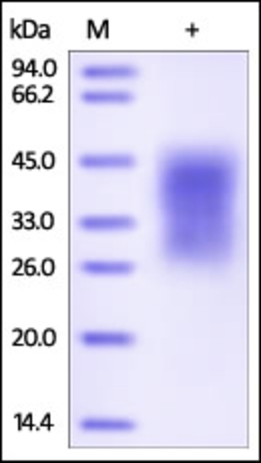 TIM3 Recombinant Protein