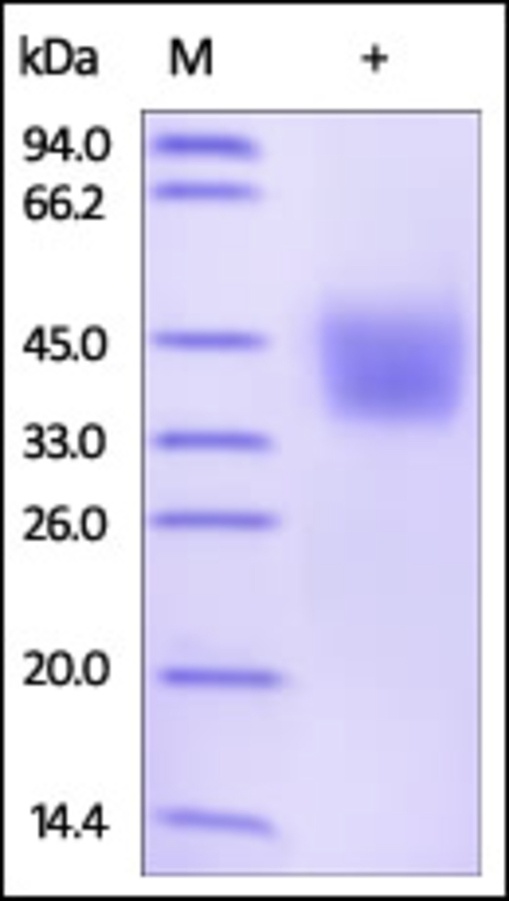CD273 Recombinant Protein