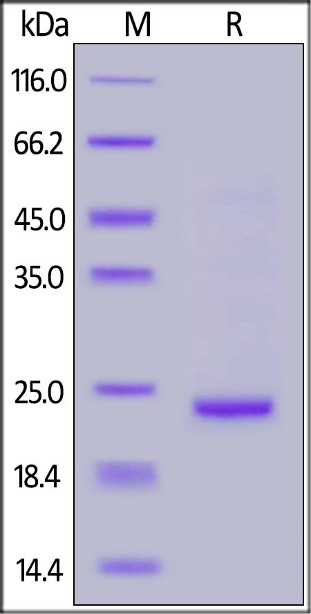 SARS-CoV-2 (COVID-19) NSP8 Recombinant Protein