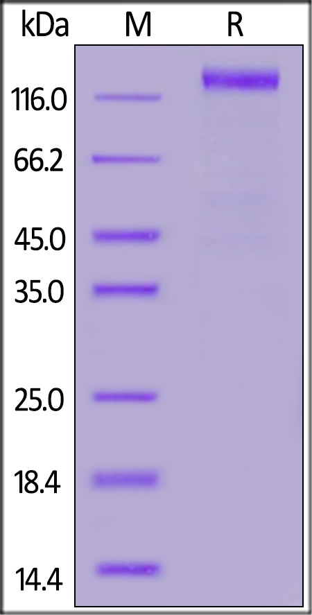 SARS-CoV-2 (COVID-19) S1 Recombinant Protein