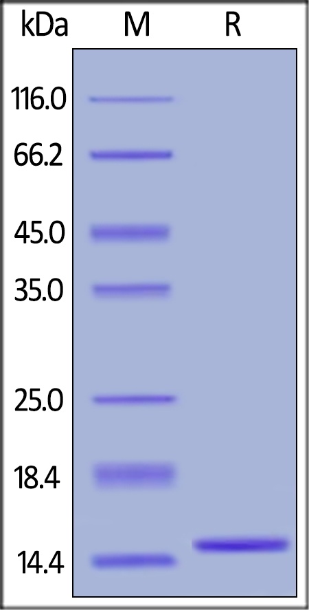 IL2 Recombinant Protein (e.coli Expressed)