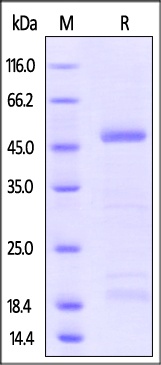 Zika Virus NS1 Recombinant Protein