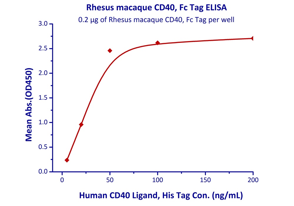 CD40 Recombinant Protein