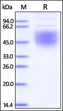 Ebolavirus Glycoprotein Recombinant Protein