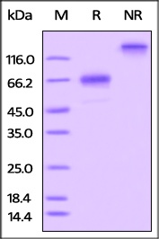 OX40 Recombinant Protein