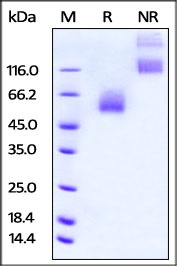 CD47 Recombinant Protein
