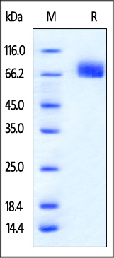 PD-L1 Recombinant Protein
