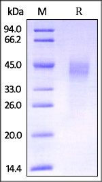 Dkk-1 Recombinant Protein