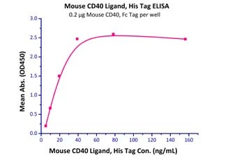 CD40 Recombinant Protein