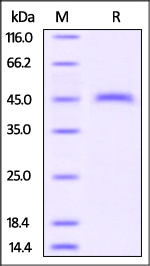 CD3 epsilon Recombinant Protein