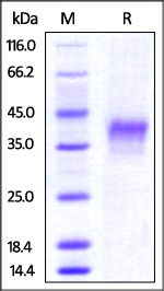 4-1BB Recombinant Protein