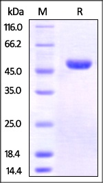 Nectin-2 Recombinant Protein