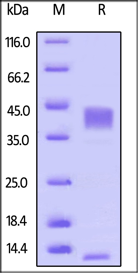 TGF-beta 1 Recombinant Protein